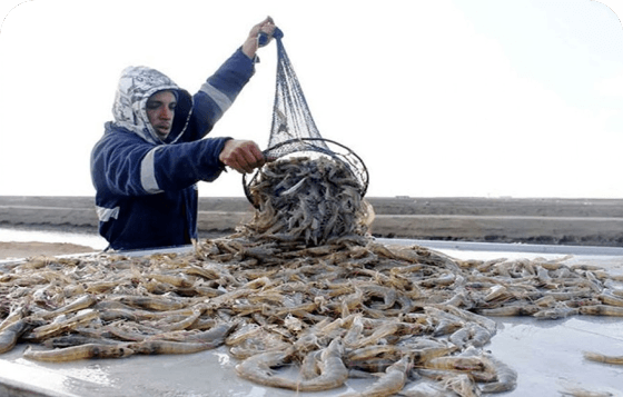 Feeding Strategies for Maximum Growth Rate